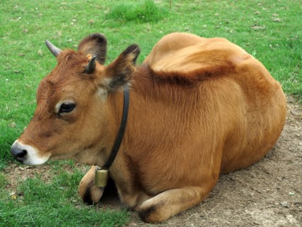 Vache broutant dans un champ en hiver
