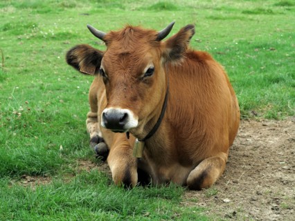 Vache broutant dans un champ en hiver