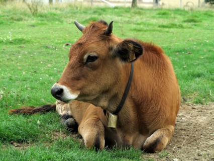 Vache dans un champ en hiver