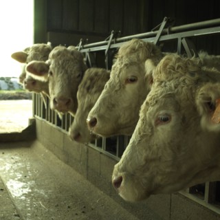 Cow trough