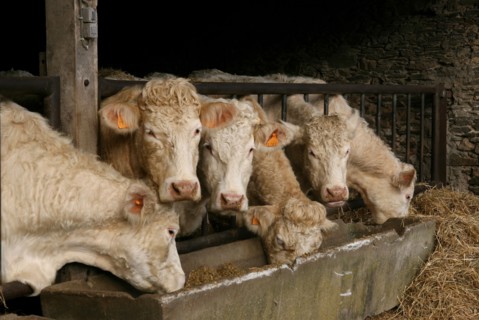 Mangeoir de vaches