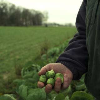 Brussels sprouts