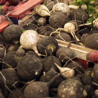 Grey radish