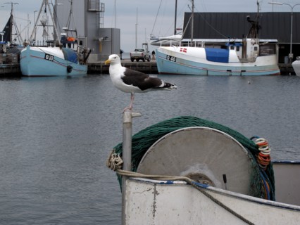 Mouette dans le port danois de Kerteminde