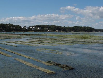 Parc a huitres dans la baie de Larmor Baden