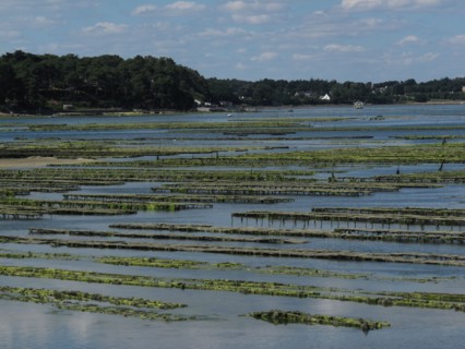 Parc a huitres dans la baie de Larmor Baden