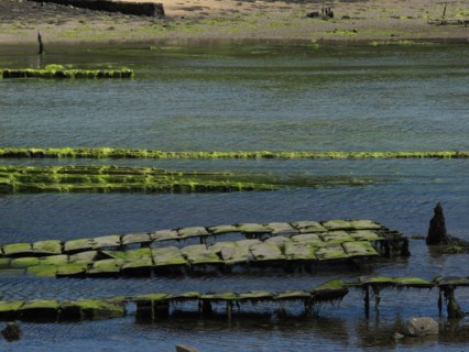 Parc a huitres dans la baie de Larmor Baden