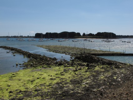 Parc a huitres dans la baie de Larmor Baden