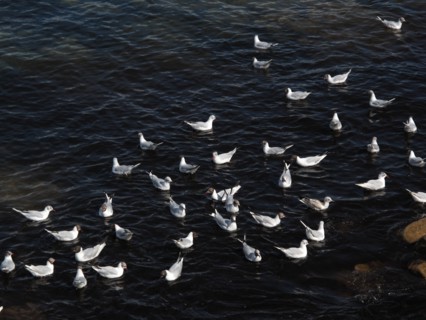Terns near La Trinite-sur-Mer