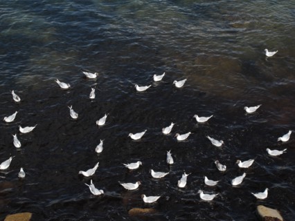 Terns near La Trinite-sur-Mer