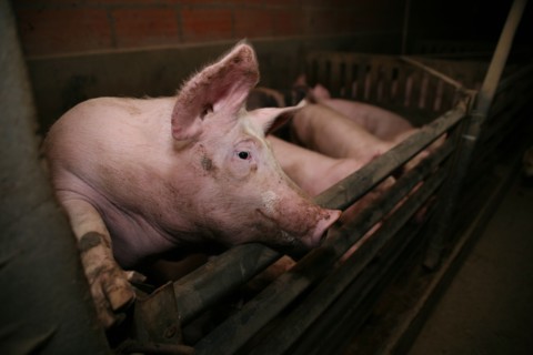 Cochons dans une etable