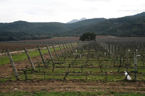 Vignobles à Argeles-sur-Mer