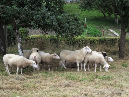 Alignements du Menec à Carnac