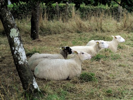 Alignements du Menec à Carnac