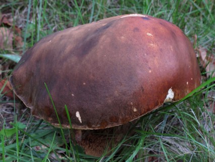Champignon