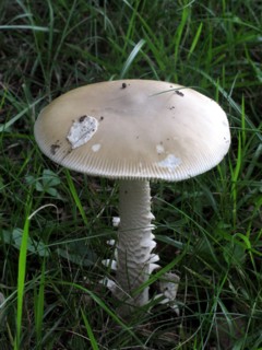 Champignon