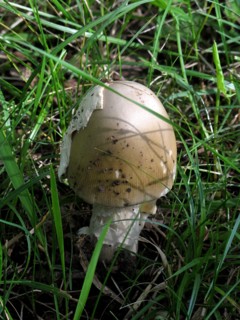 Champignon