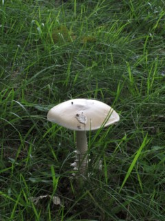 Champignon