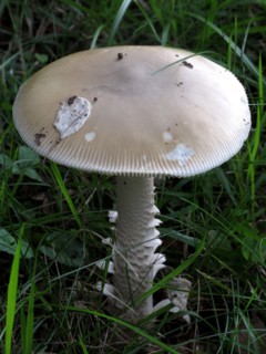Champignon