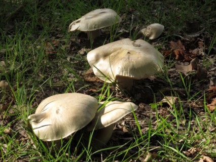 Champignon