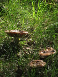 Champignon