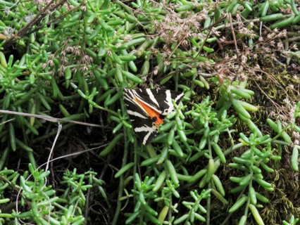 Papillon de nuit