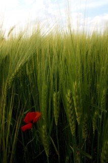 Champ de blé pres de Pithiviers