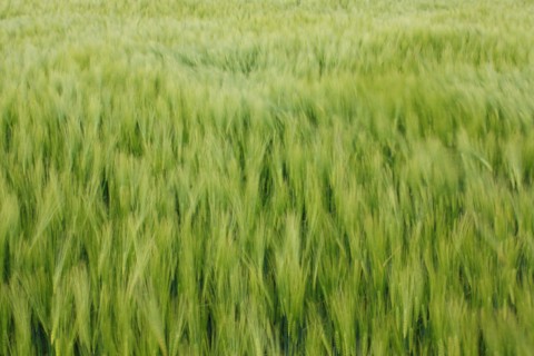 Champ de blé pres de Pithiviers