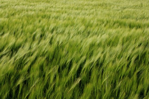 Champ de blé pres de Pithiviers