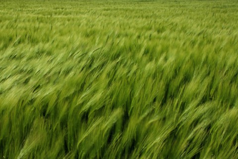 Champ de blé pres de Pithiviers