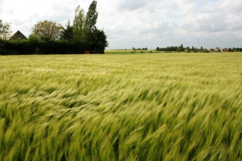 Champ de blé pres de Pithiviers