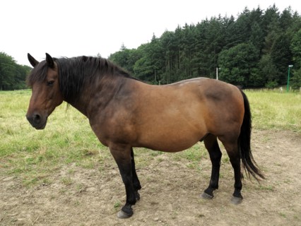 Cheval