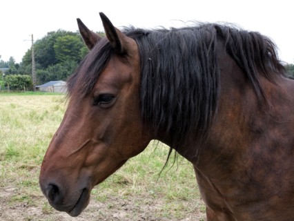 Cheval
