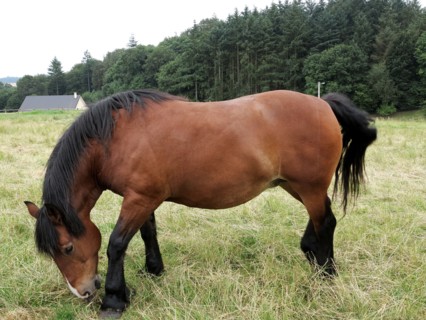 Horse