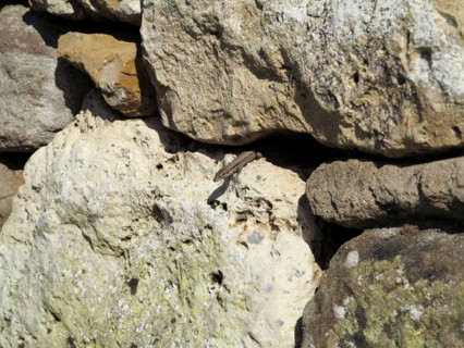 Lizard