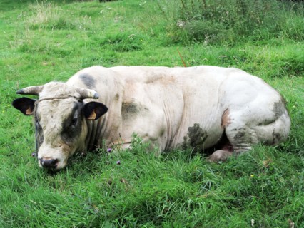 Bull