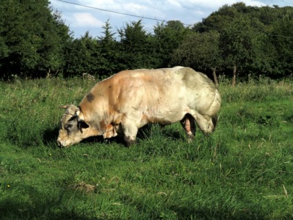 Bull