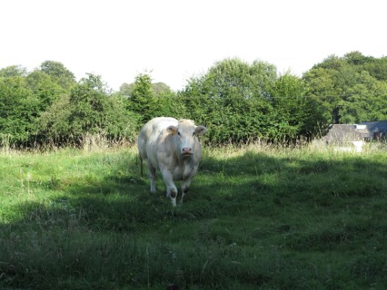 Vache