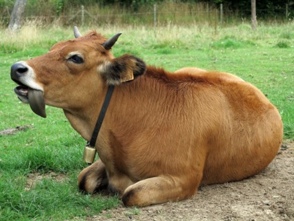 Vache