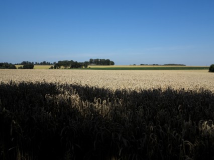 Champ de ble