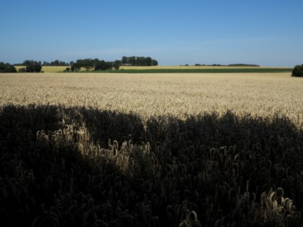 Champ de ble