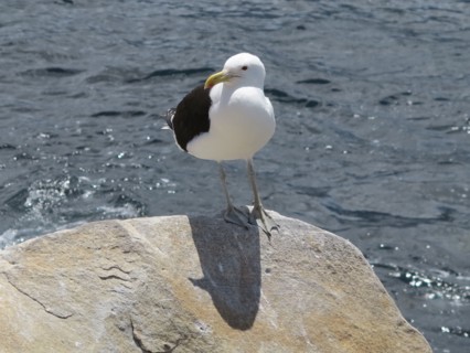 Goeland