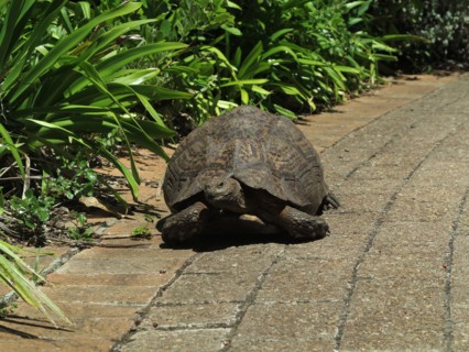 Tortue