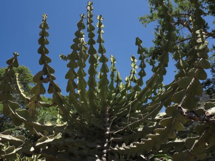Capetown, Kirstenbosch National Botanical Garden