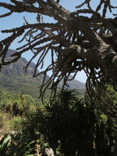 Capetown, Kirstenbosch National Botanical Garden