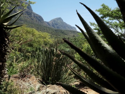 Le Cap, Jardin botanique national Kirstenbosch