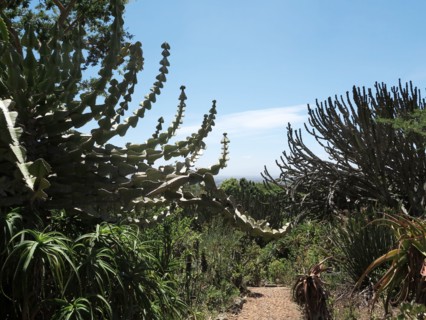 Le Cap, Jardin botanique national Kirstenbosch