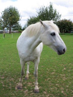 Cheval blanc