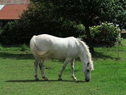 Cheval blanc