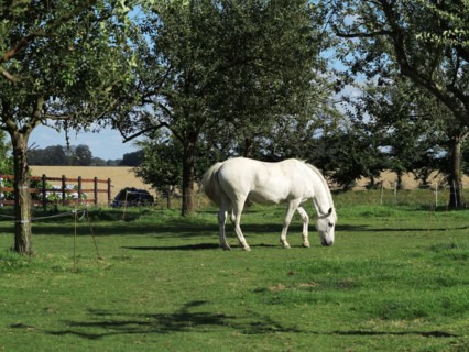 Cheval blanc